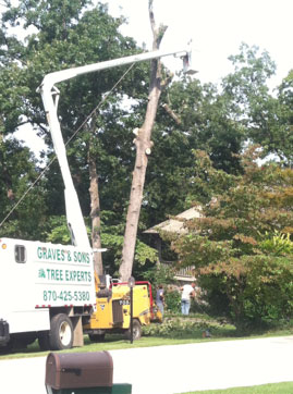 tree trimming